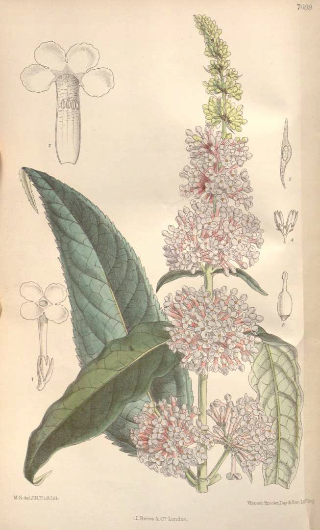 Buddleja davidii antique print