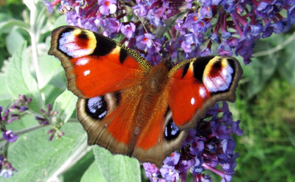 Peacock Butterfly