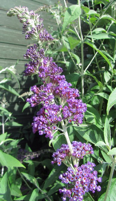 cupped flowers