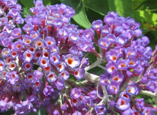 cupped flowers