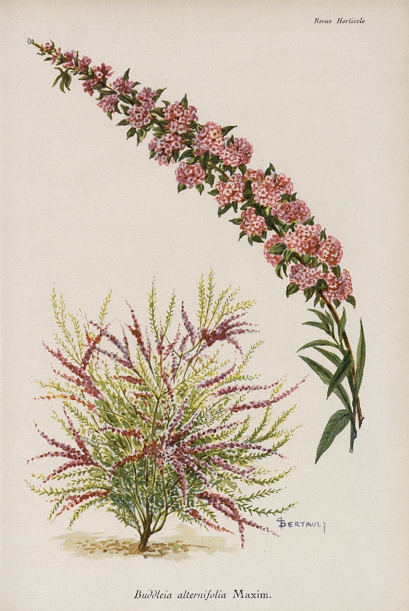B. alternifolia