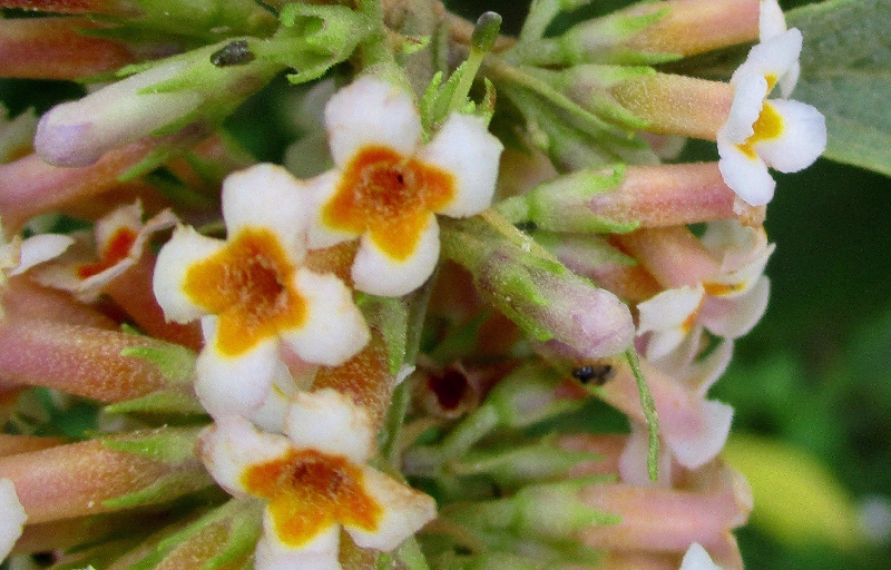 B. macrostachya SBEC360 flowers