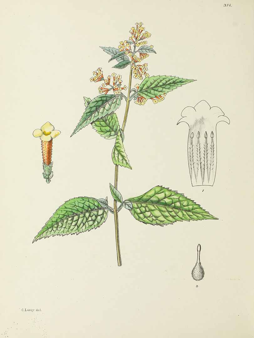 B. auriculata