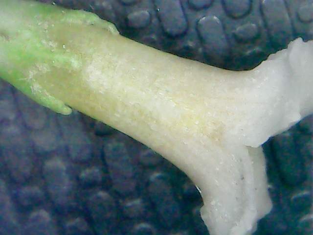 Buddleja forrestii (pterocaulis)