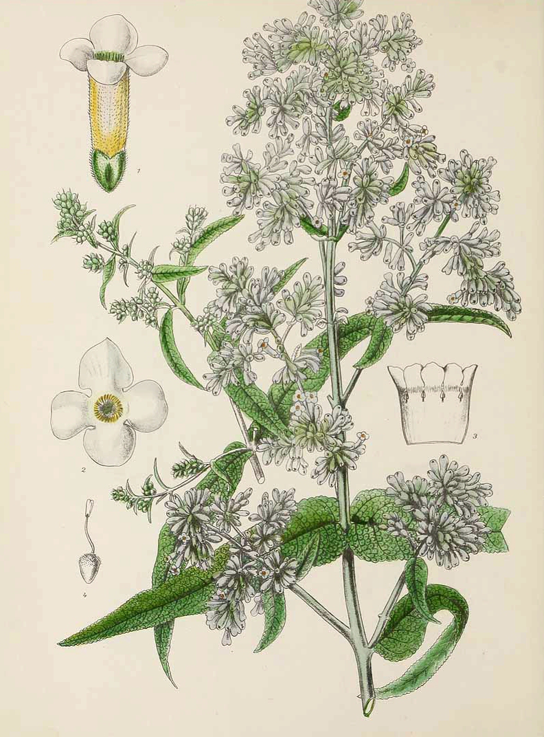 B. salviifolia