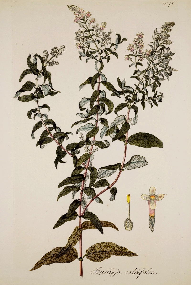 B. salviifolia