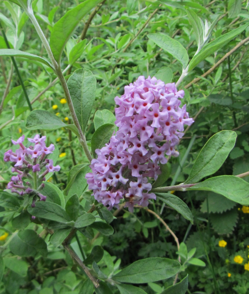 A Bad Witch S Blog Buddleia For Bees Butterflies And Breaking Free