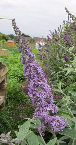 Buddleja image