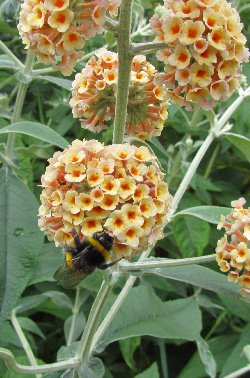 Buddleja image