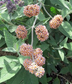 Buddleja image