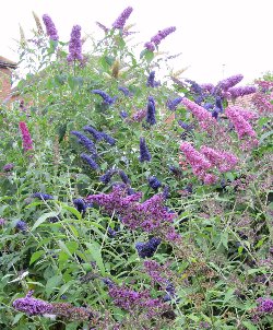 Buddleja image