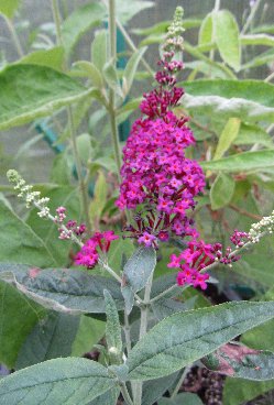 Buddleja image