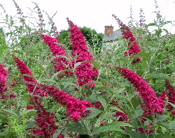 Buddleja image