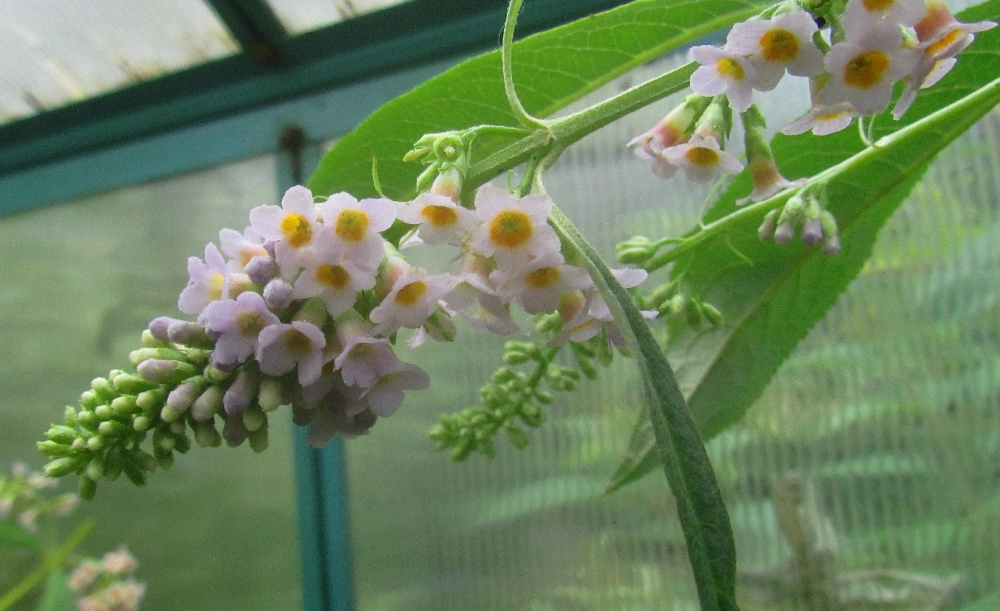 Book Of Flowers Buddleia Lindleyana