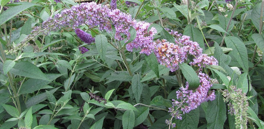 Buddleja davidii var. magnifica