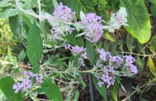 B wardii flowers