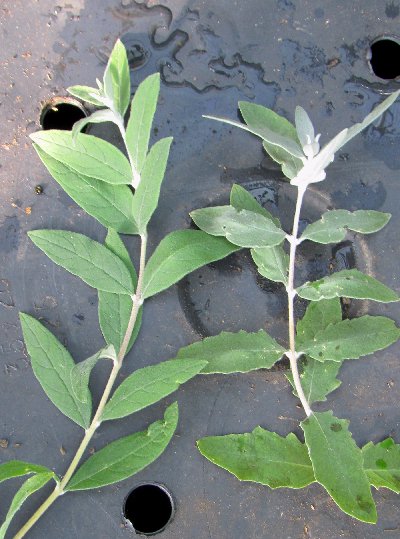 B wardii foliage