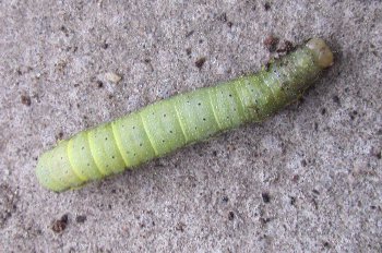 Caterpillar