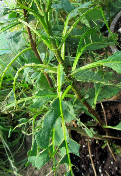 Eaten buddleja