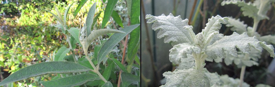 B offincinalis and glomerata buds