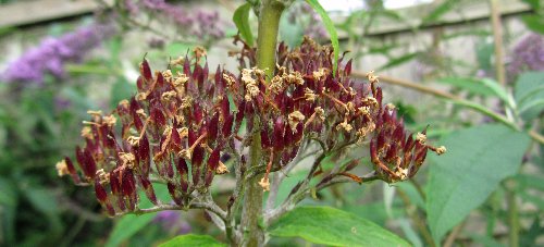 Red seed capsules