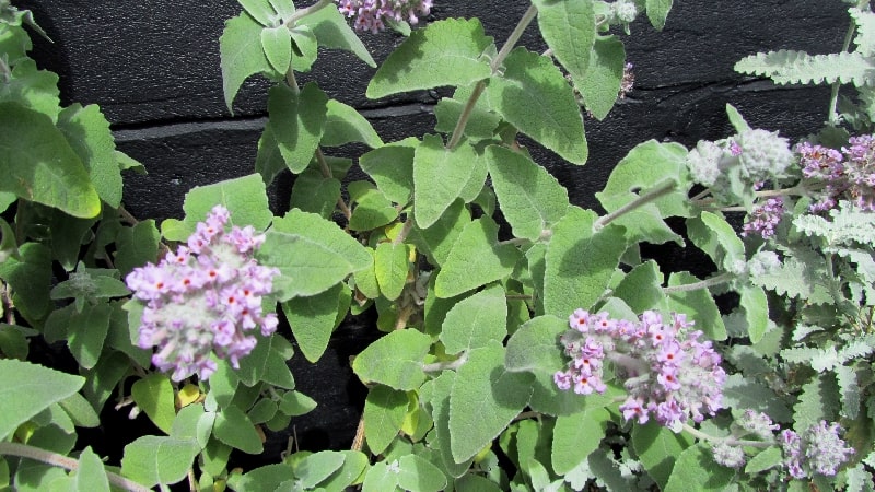 B. crispa foliage