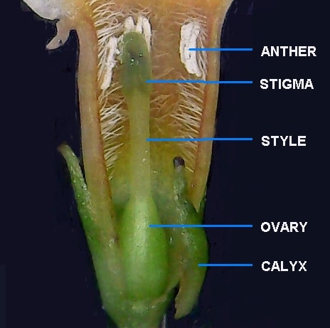 B. forrestii flower