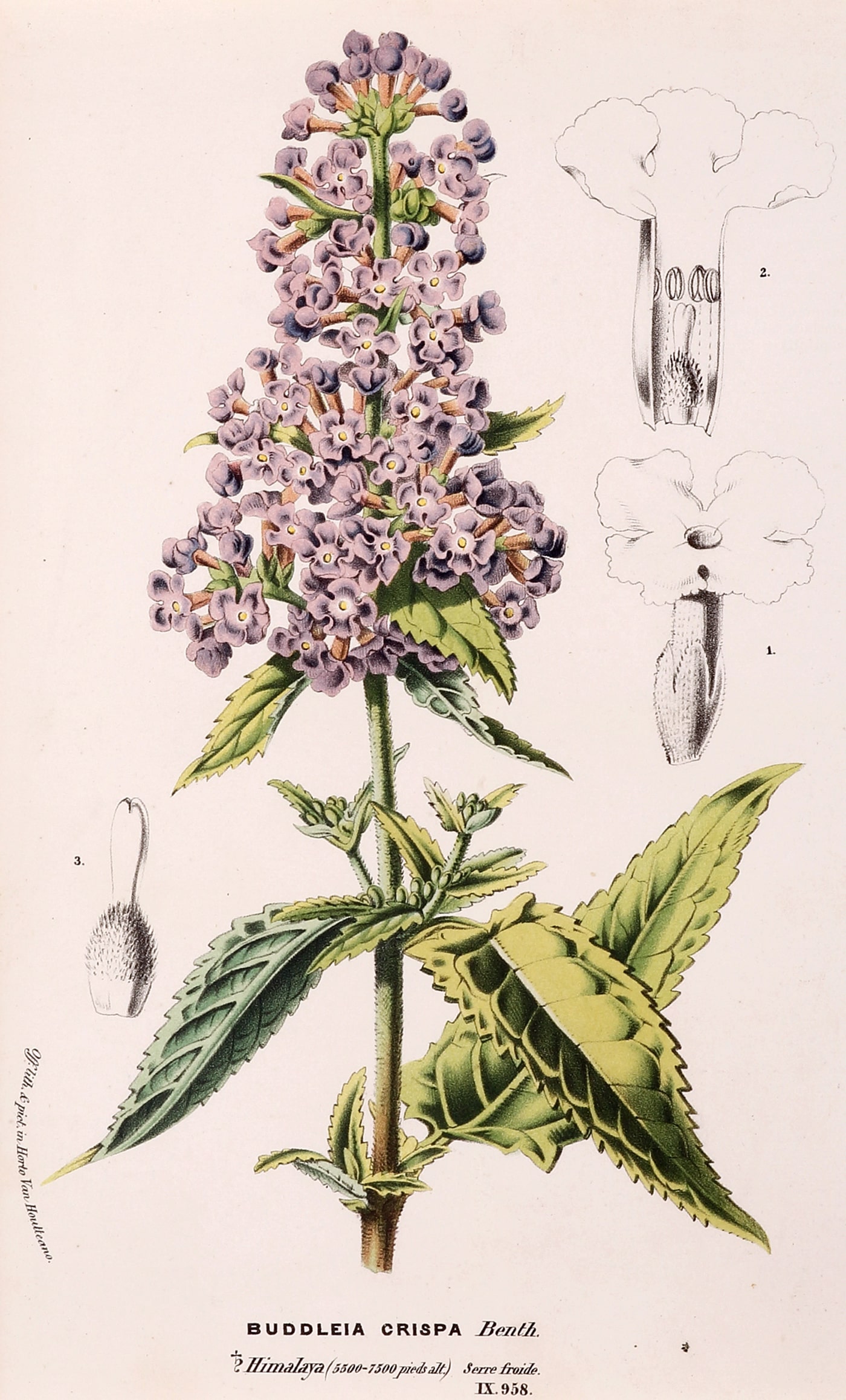 Buddleja crispa complex