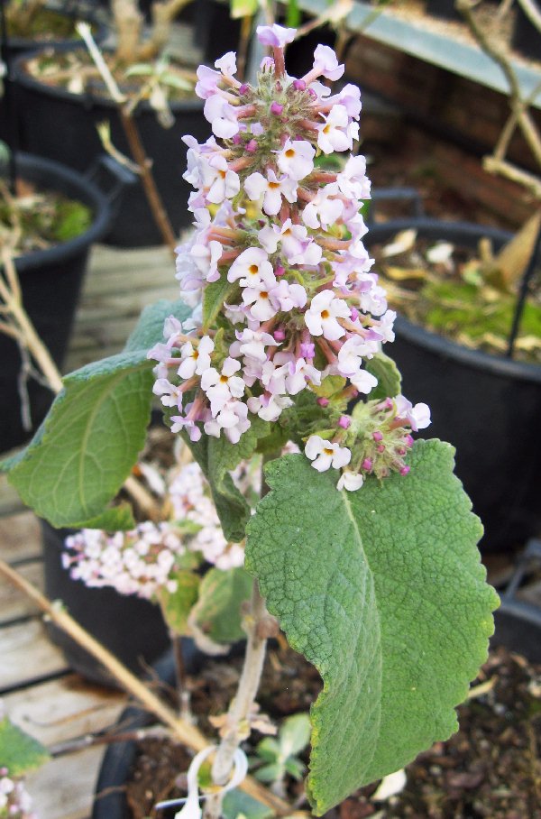 Buddleja tibetica