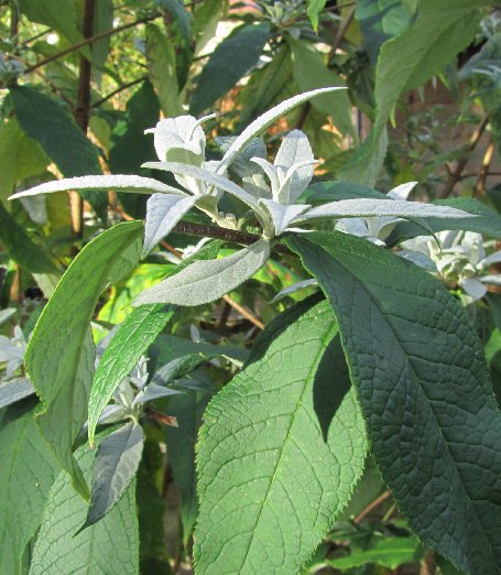 winter foliage